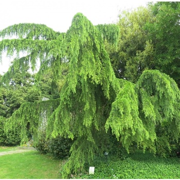 Céder himalájsky ´Pendula´