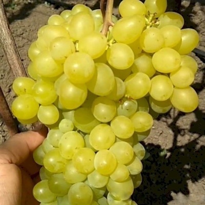 Vinič Parfum Kishmish bezsemenný