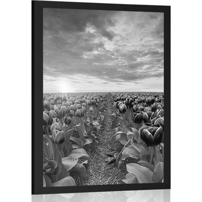 Plakát východ slunce nad loukou s tulipány v černobílém provedení - 20x30 black