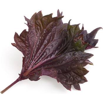 Veritable Вложка за семена Lingot Smaki Azji червена перила (VLIN-S5-Shi033)