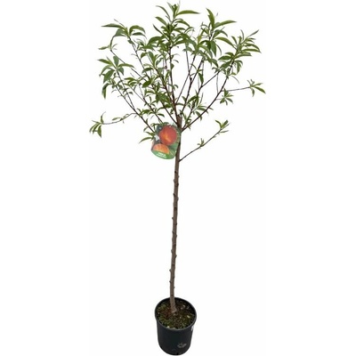 Broskyňa Flavorcrest na 90-100 cm kmienku, výška 150-180 cm, kvetináč 10 l