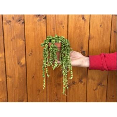 Starček (Senecio rowleyanus) - Ø 10-15 cm, kont. C1L