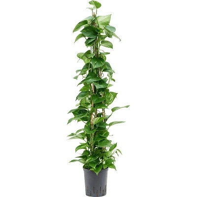 Scindapsus (Epipremnum) 'Aureum' Pyramid 120 cm 18/19 v.130 cm