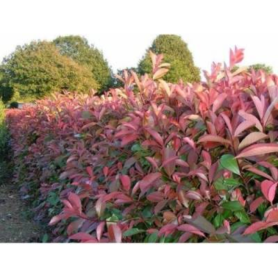 Červienka Fraserova (Photinia × fraseri) ´RED SELECT´ - výška 30-50 cm, kont. C2L