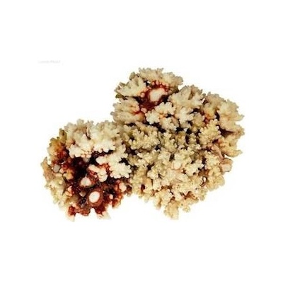 Macenauer Reefsponge 1 kg