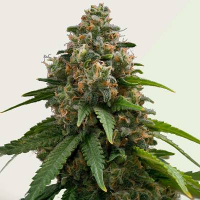 Kera Seeds Amnesia AUTO semena neobsahují THC 10 ks