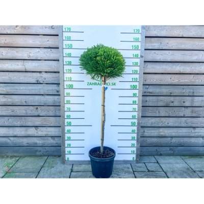 Kryptoméria japonská (Cryptomeria japonica) 'GLOBOSA NANA' - výška 90-100 cm, obvod kmeňa 2/4 cm kont. C15L - NA KMIENKU
