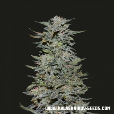 Kalashnikov Seeds Boy Scout Cookies semena neobsahují THC 3 ks