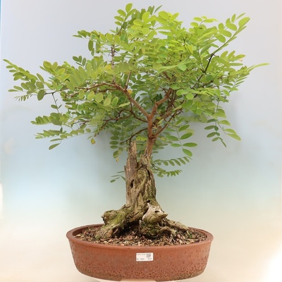 e-bonsai Venkovní bonsai - Trnovník Akát - Robinia pseudoacacia