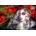 Anatolian - Puzzle Zarafet Saccharine Persistence of Vision - 1 000 piese