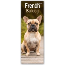 French Bulldog 2025