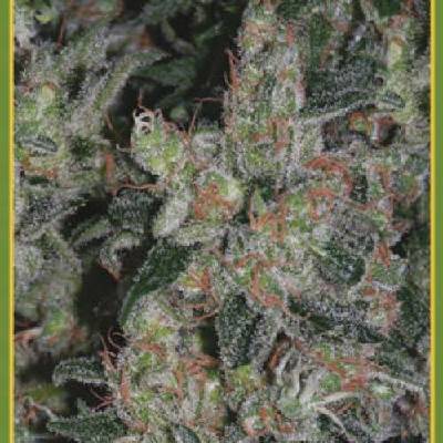 Mandala Seeds Kalichakra regular semena neobsahují THC 5 ks