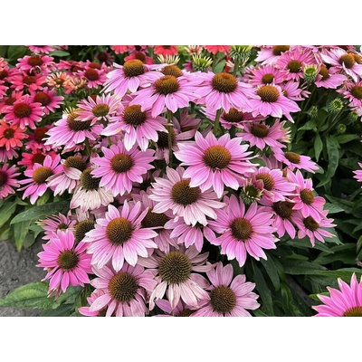 Echinacea purpurová Pearl Light Pink