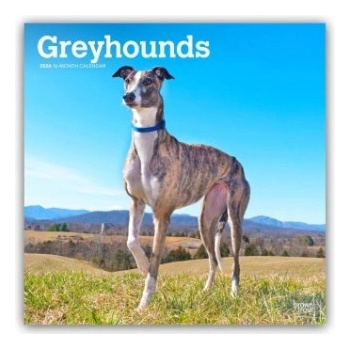 Browntrout Verlags GmbH Greyhounds - Windhunde 2026 - 16-Monatskalender | BrownTrout Publishers Inc