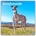 Browntrout Verlags GmbH Greyhounds - Windhunde 2026 - 16-Monatskalender | BrownTrout Publishers Inc
