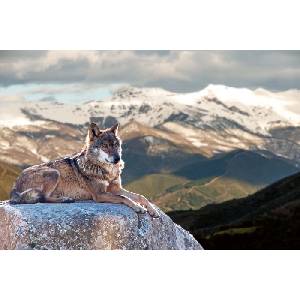 DIMEX ART Флизелинов фототапет иберийски вълк 375 x 250 см