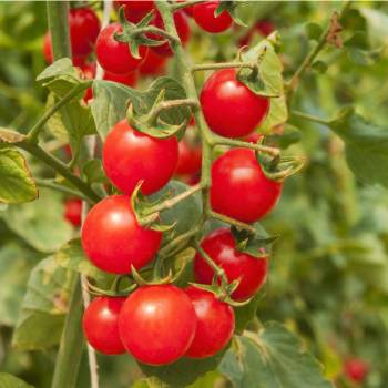 Paradajky cherry červená - Solanum lycopersicum - semená paradajky - 6 ks