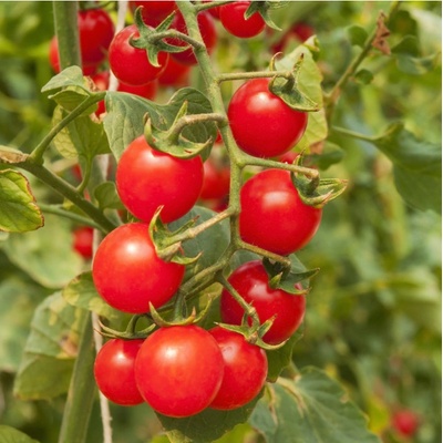 Paradajky cherry červená - Solanum lycopersicum - semená paradajky - 6 ks