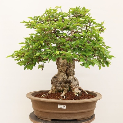 e-bonsai Venkovní bonsai -Carpinus Coreana - Habr korejský