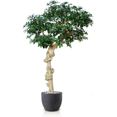 ILA Umělý strom Buxifolia Nidra (250cm)