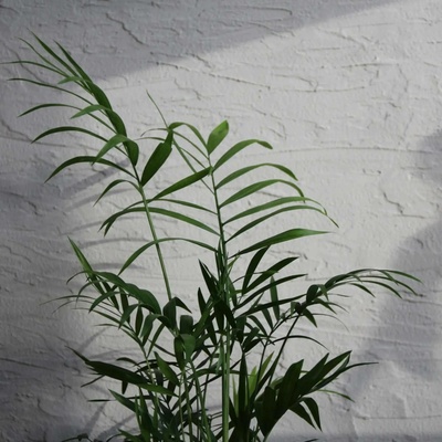 Chamaedorea Elegans