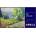 BENQ SL6504