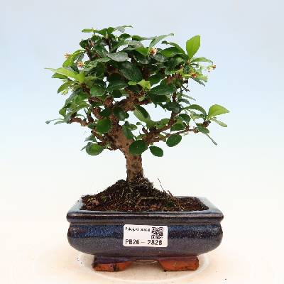 e-bonsai Pokojová bonsai - Carmona macrophylla - Čaj fuki