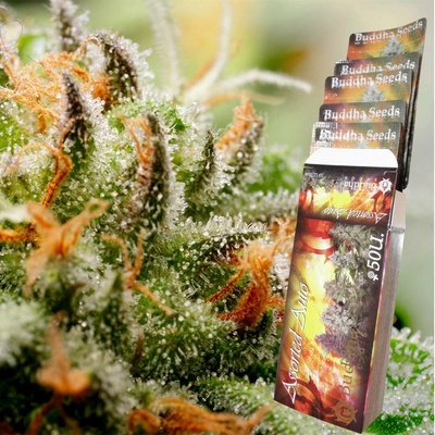 Buddha Seeds Assorted AUTO semena neobsahují THC 1 ks