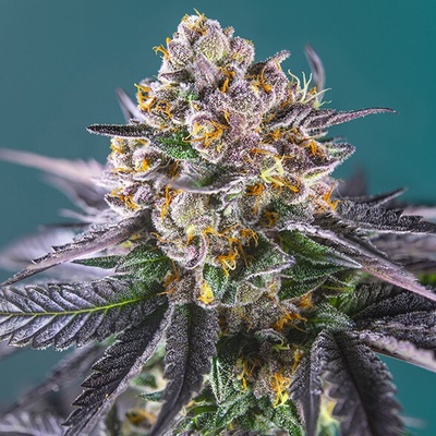 Sweet Seeds Red Strawberry Banana Auto semienka neobsahujú THC 25 ks