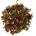 WILFRED Refresh 50 g