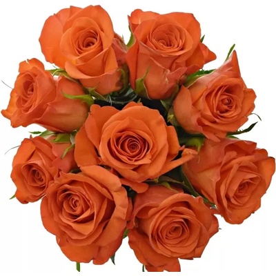 Kytice 9 oranžových růží PATZ 60cm