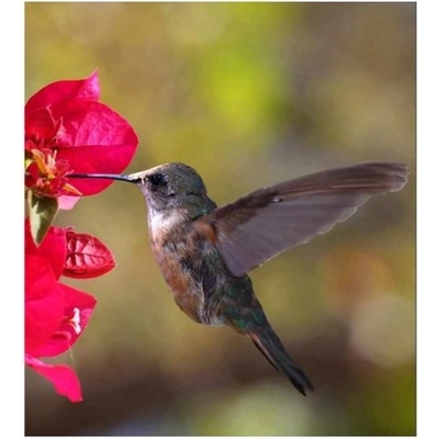 DIMEX ART Флизелинов фототапет колибри 225 x 250 см