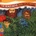 BEACH BOYS: ENDLESS SUMMER CD