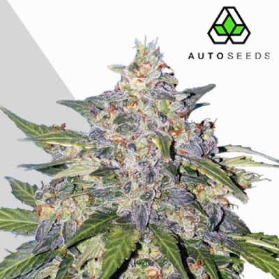 Auto Seeds Blueberry Auto semienka neobsahujú THC 3 ks