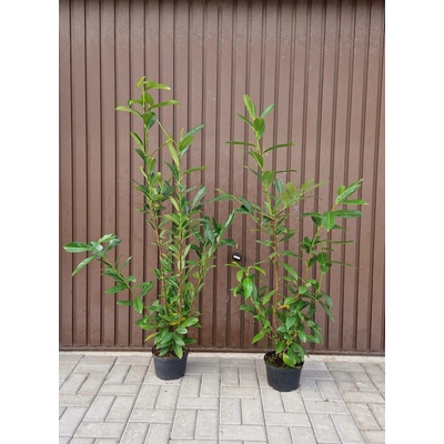 MULTIFLORA Bobkovišeň lékařská NOVITA 100-120 cm