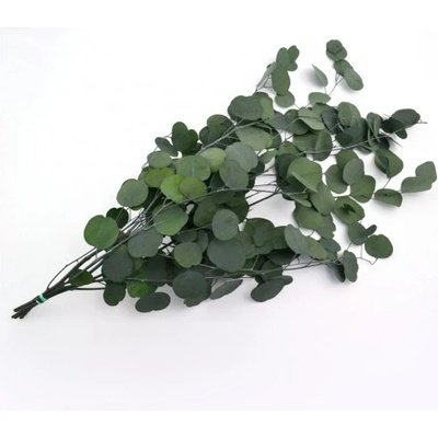 Populus Green - zelená