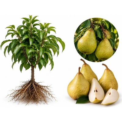 Hruška zakrslá Garden Pearl, podpník Quince BA29, voľnokorenný