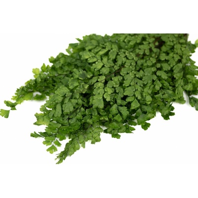 Stabilizovaný Lutti Fern