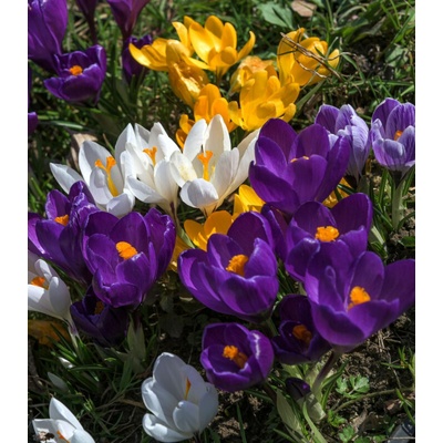Směs krokusů Crocus mix hlízy krokusů 15 ks