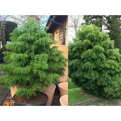 Kryptoméria japonská Elegans Viridis, výška 40-50 cm, kvetináč 23 cm
