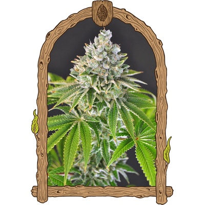 Exotic Seed Artic Flurry semienka neobsahujú THC 3 ks