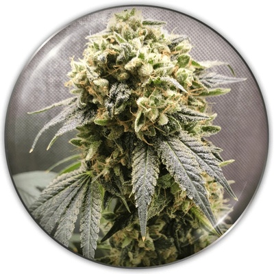 Medical Seeds Co. Superfruit CBD semienka neobsahujú THC 3 ks