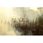 DIMEX ART Флизелинов фототапет тръстика в мъгла 375 x 250 см