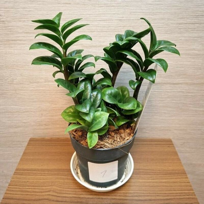 Zamioculcas Zamiifolia Zenzi "M" č1
