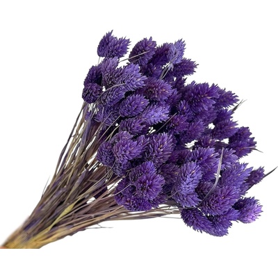 FLOWERIO Sušená tráva Phalaris - Chrastica 80g - tmavá fialová