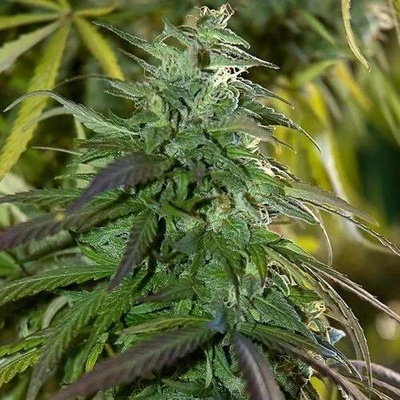 Spliff Seeds Fast Bud Outdoor semena neobsahují THC 3 ks