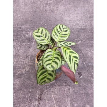 efeutute marble queen Epipremnum Pinnatum Marble Queen (Efeutute) – Foliage Dreams main image 0