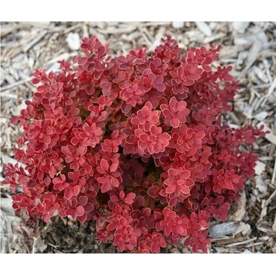 Dřišťál Thunbergův – Berberis thunbergii 'Red Hot Chili' (R)