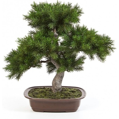 Bonsai borovica pínia v kvetináči, 48 cm