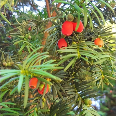 Tis obyčajný (Taxus baccata) 30ks semien